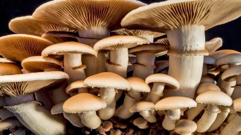 Benefits of Shiitake Mushroom