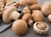 Mushrooms, delicious and healthy